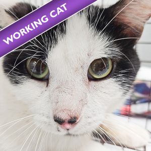 Elias, Young Male Domestic Short Hair