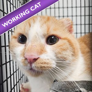 Hemi, Adult Male unknown