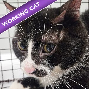 Henry, Young Male Domestic Short Hair