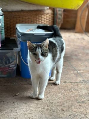 Tinkerbell, Adult Female Domestic Short Hair