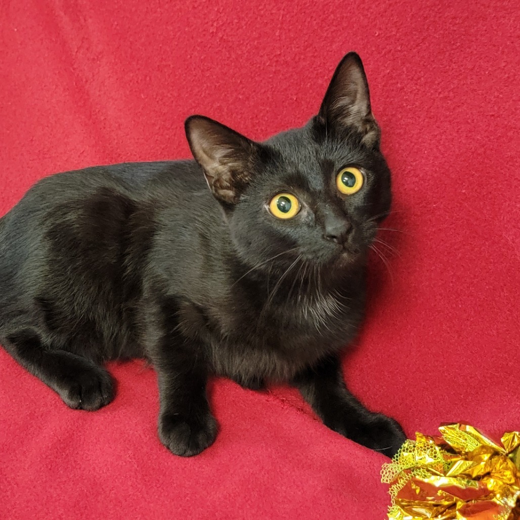 Drea, an adoptable Domestic Short Hair in Coos Bay, OR, 97420 | Photo Image 1