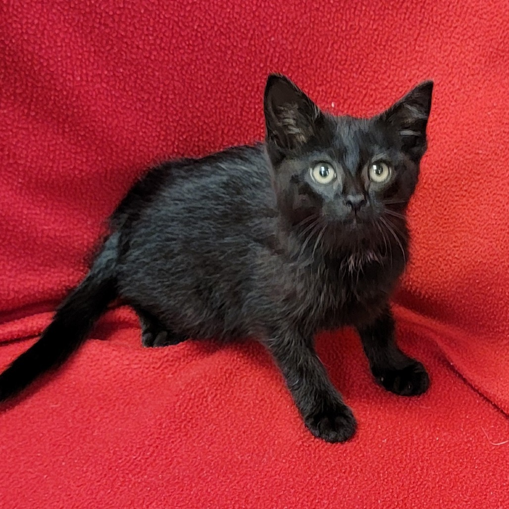 Drea, an adoptable Domestic Short Hair in Coos Bay, OR, 97420 | Photo Image 3