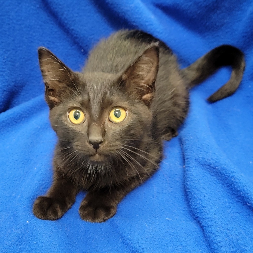 Drea, an adoptable Domestic Short Hair in Coos Bay, OR, 97420 | Photo Image 4