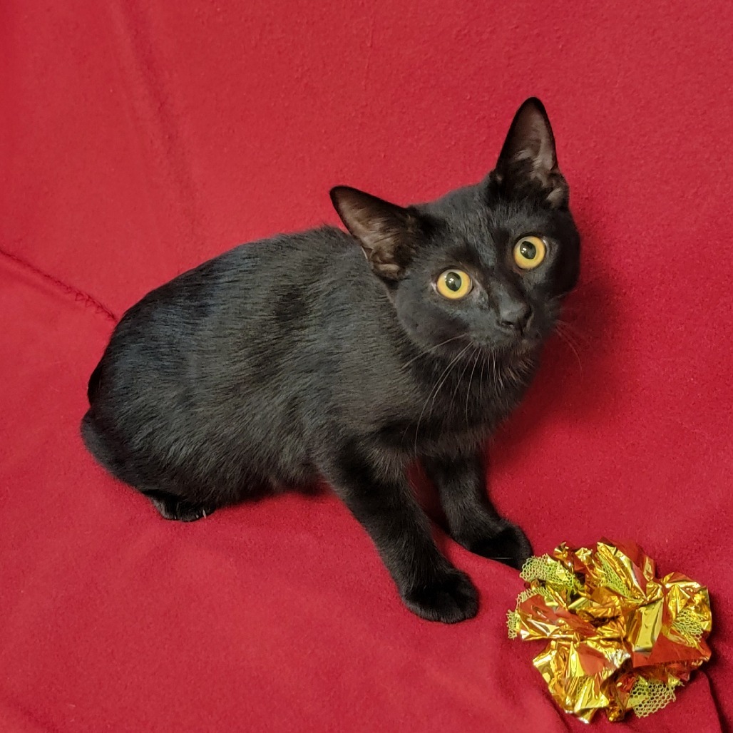 Drea, an adoptable Domestic Short Hair in Coos Bay, OR, 97420 | Photo Image 5