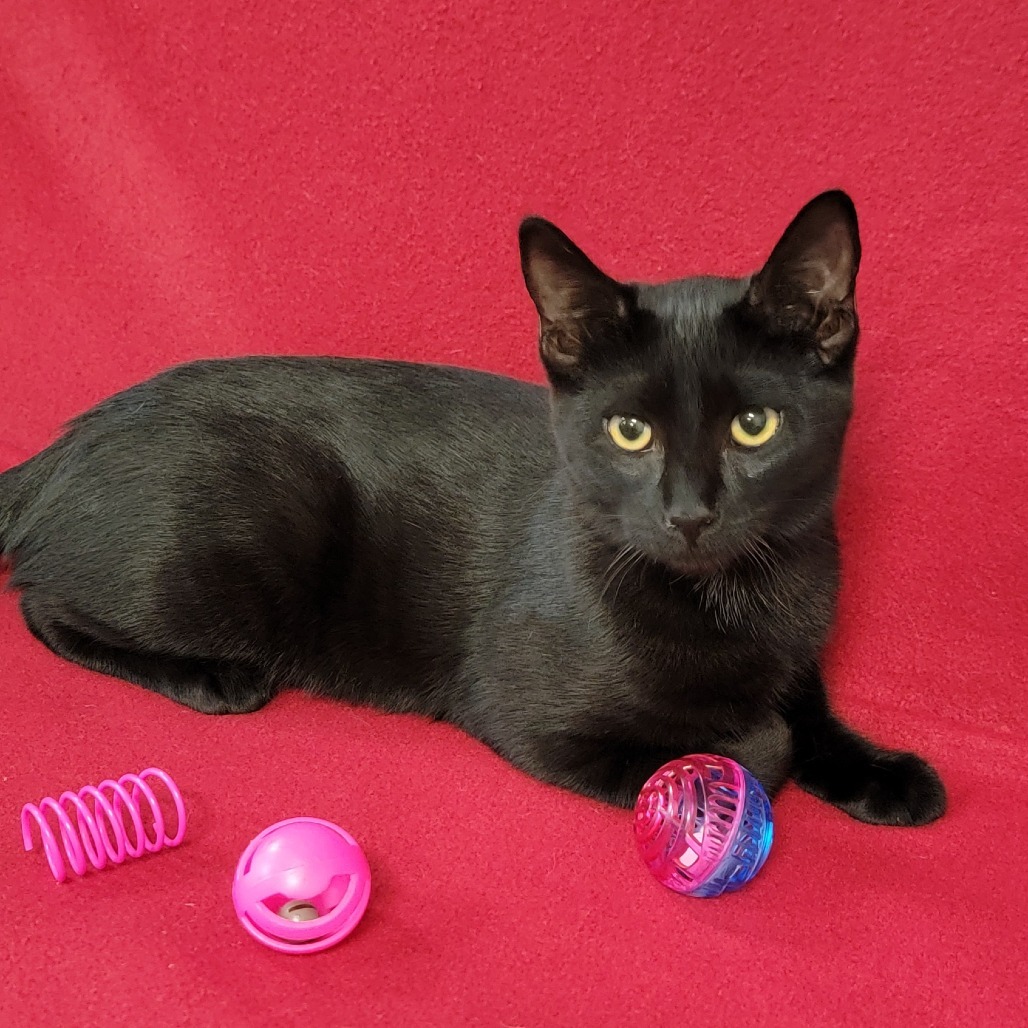 Mina, an adoptable Domestic Short Hair in Coos Bay, OR, 97420 | Photo Image 1