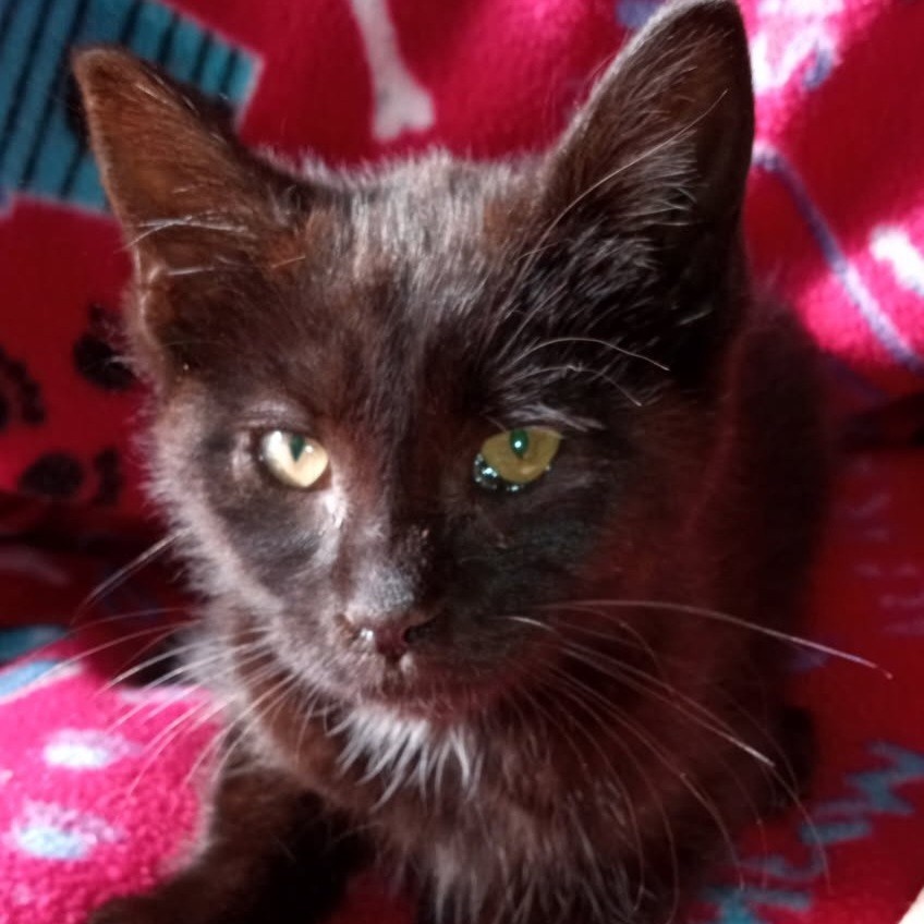 Mina, an adoptable Domestic Short Hair in Coos Bay, OR, 97420 | Photo Image 2
