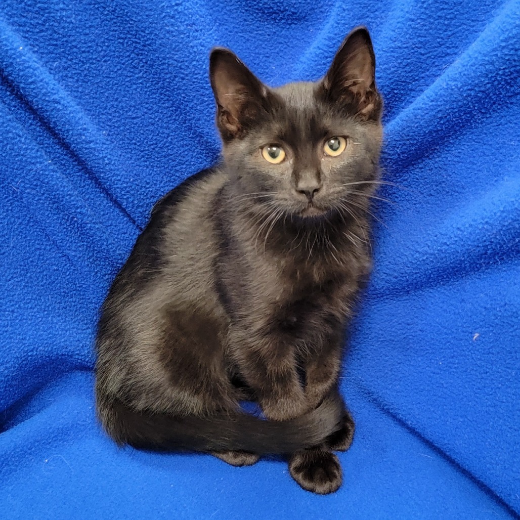 Mina, an adoptable Domestic Short Hair in Coos Bay, OR, 97420 | Photo Image 3