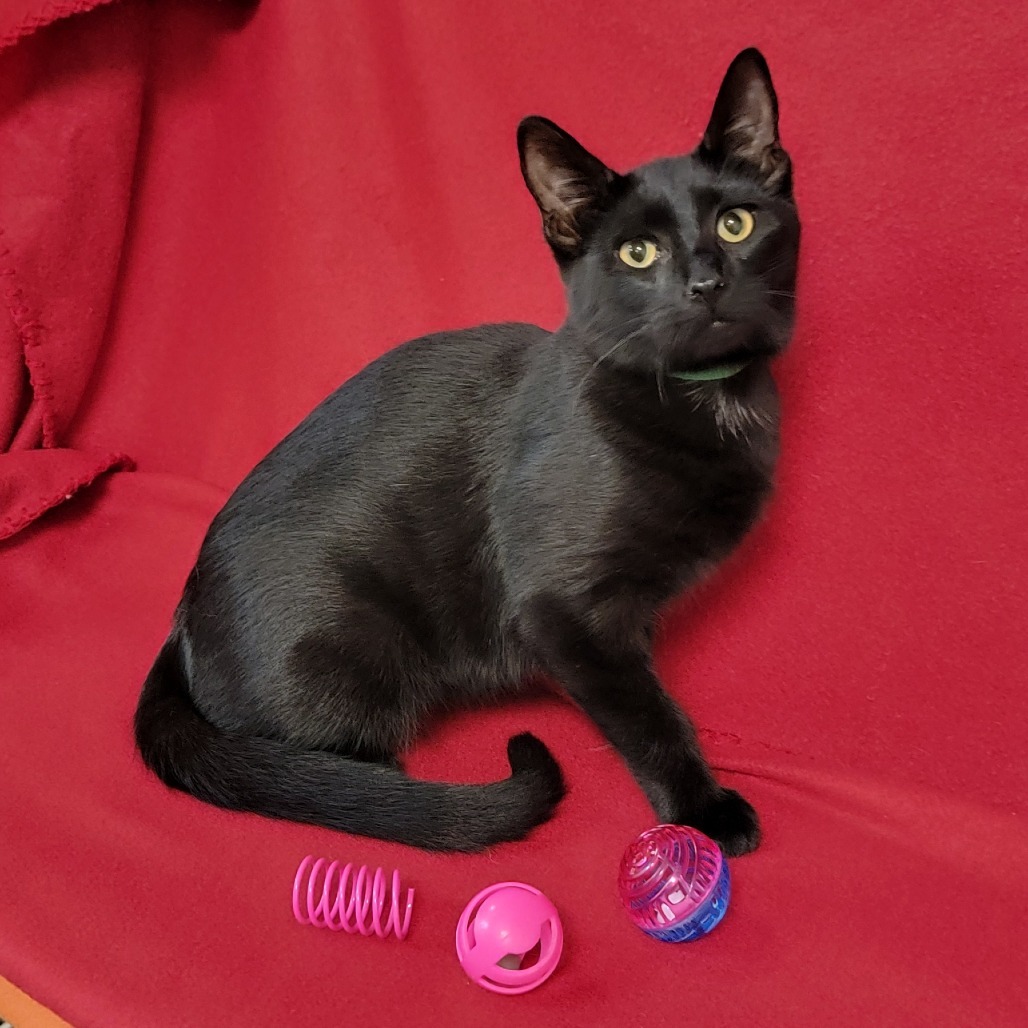 Mina, an adoptable Domestic Short Hair in Coos Bay, OR, 97420 | Photo Image 4