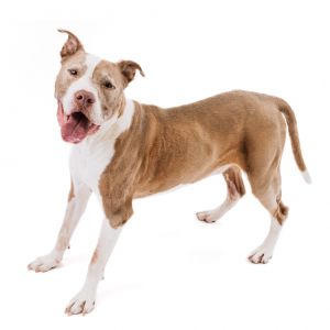 Tango, Senior Male unknown