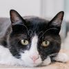 Patches photo 1