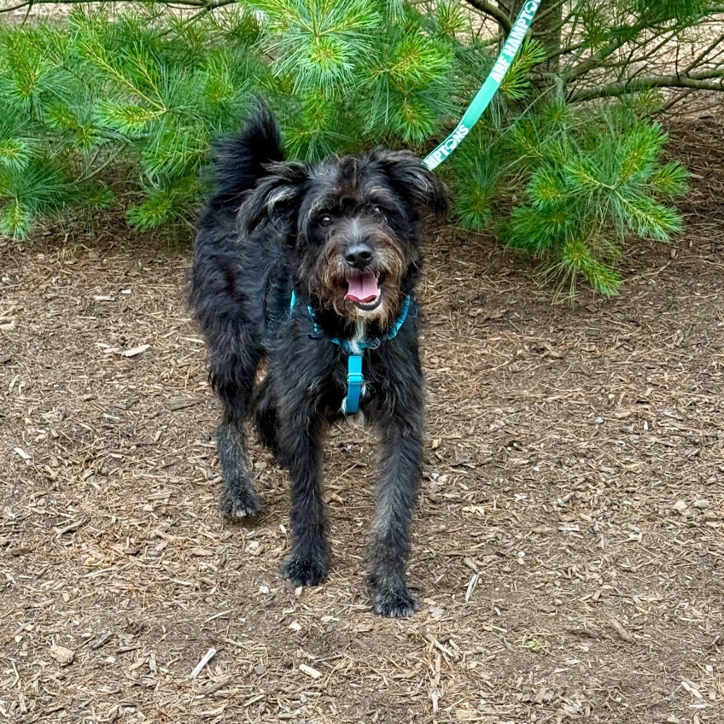Augie