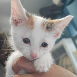 Melody, Baby Female Domestic Short Hair