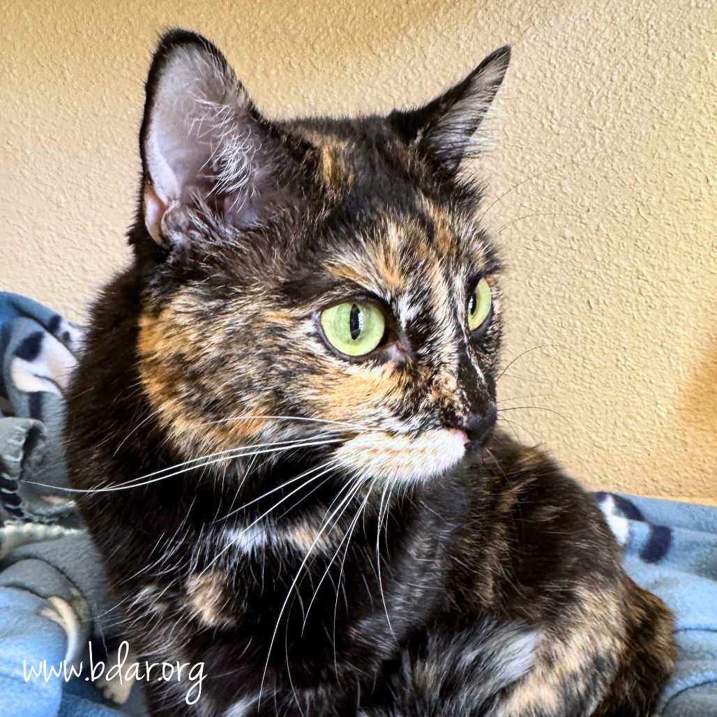 Jinx, an adoptable Domestic Short Hair in Cheyenne, WY, 82009 | Photo Image 1