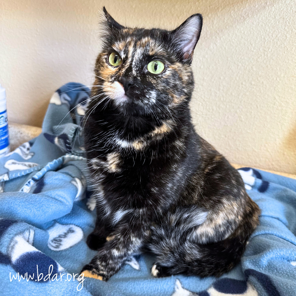 Jinx, an adoptable Domestic Short Hair in Cheyenne, WY, 82009 | Photo Image 2