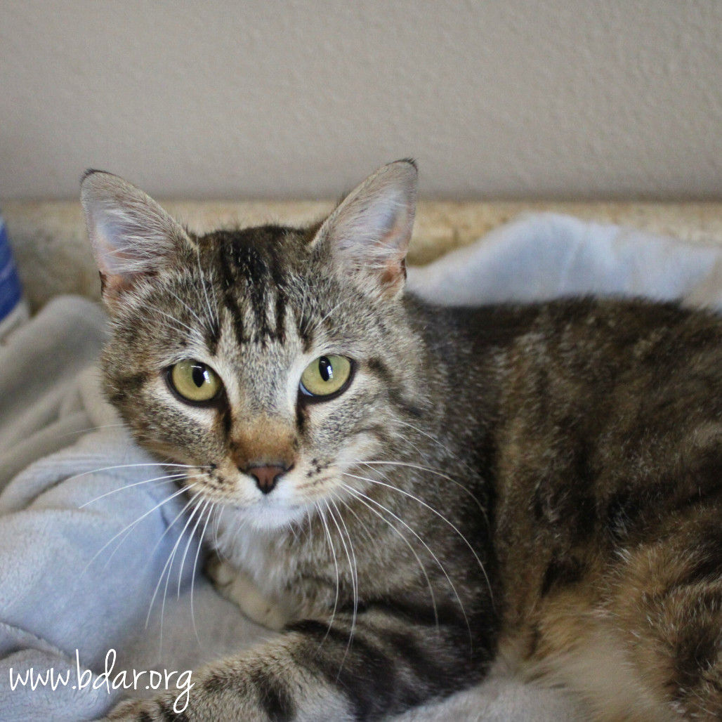 Crouton, an adoptable Domestic Short Hair in Cheyenne, WY, 82009 | Photo Image 1