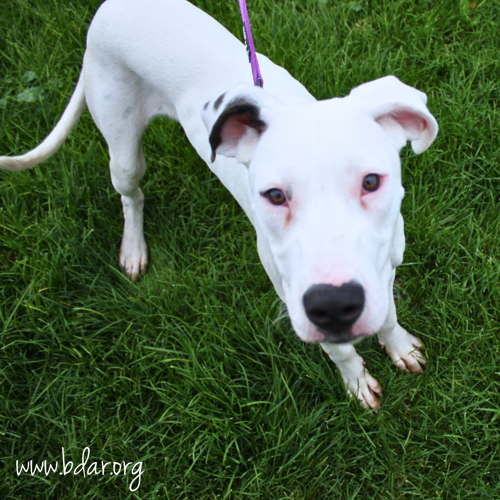 Casper, an adoptable Great Dane, Mixed Breed in Cheyenne, WY, 82009 | Photo Image 1