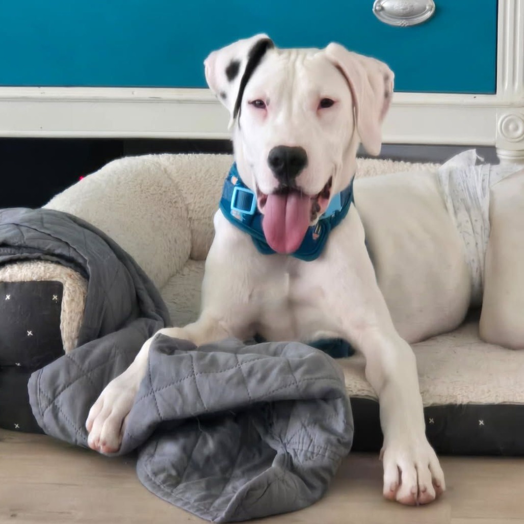 Casper, an adoptable Great Dane, Mixed Breed in Cheyenne, WY, 82009 | Photo Image 2