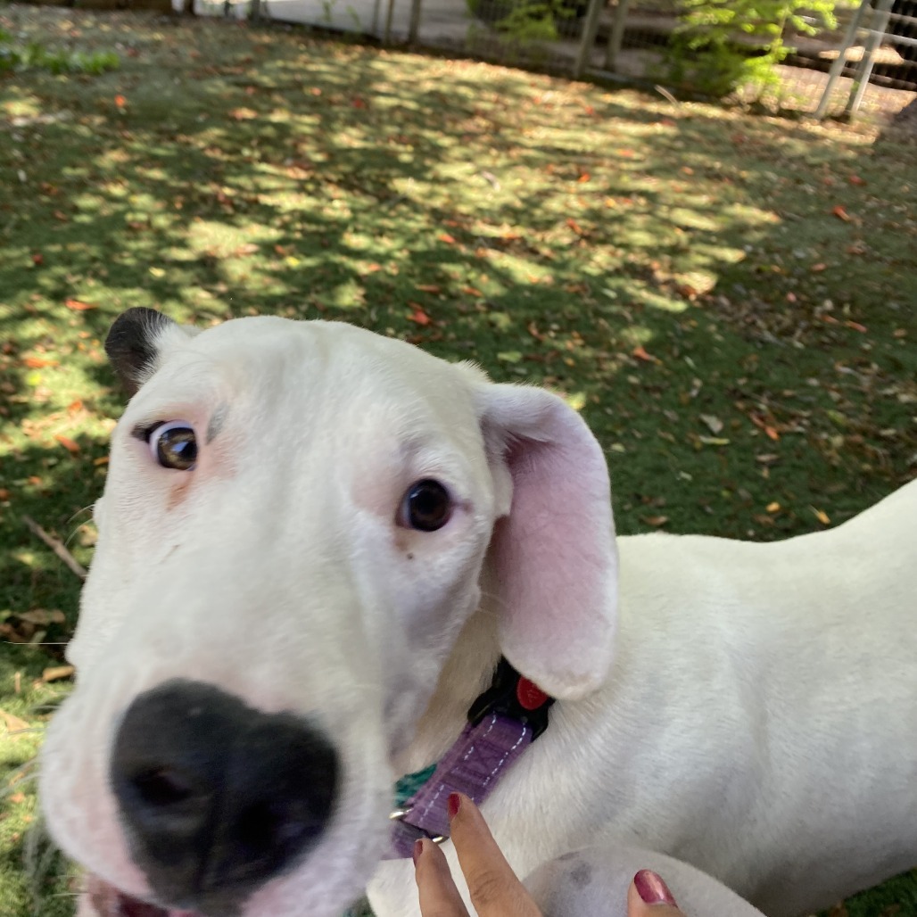Casper, an adoptable Great Dane, Mixed Breed in Cheyenne, WY, 82009 | Photo Image 3