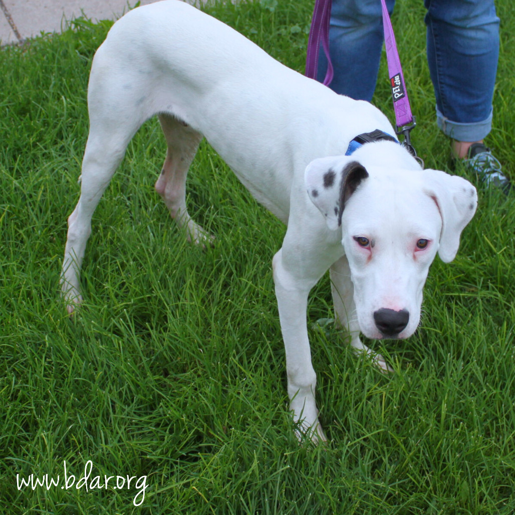 Casper, an adoptable Great Dane, Mixed Breed in Cheyenne, WY, 82009 | Photo Image 4