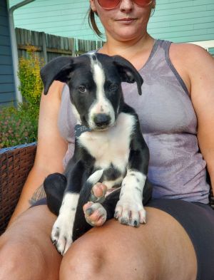 Animal Profile Meet Glory In late April we were contacted about a mama Shepherd who had just give