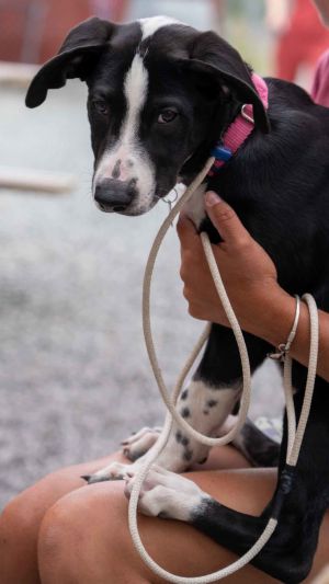 Animal Profile Meet Glory In late April we were contacted about a mama Shepherd who had just give