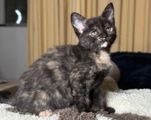 Coco Domestic Short Hair Cat