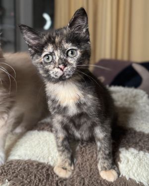 Ceci Domestic Short Hair Cat