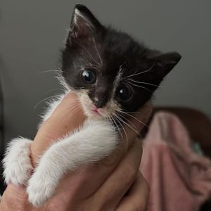 Bama, Baby Female Domestic Short Hair