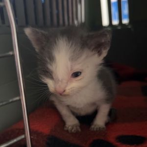 Tot, Baby Male Domestic Short Hair