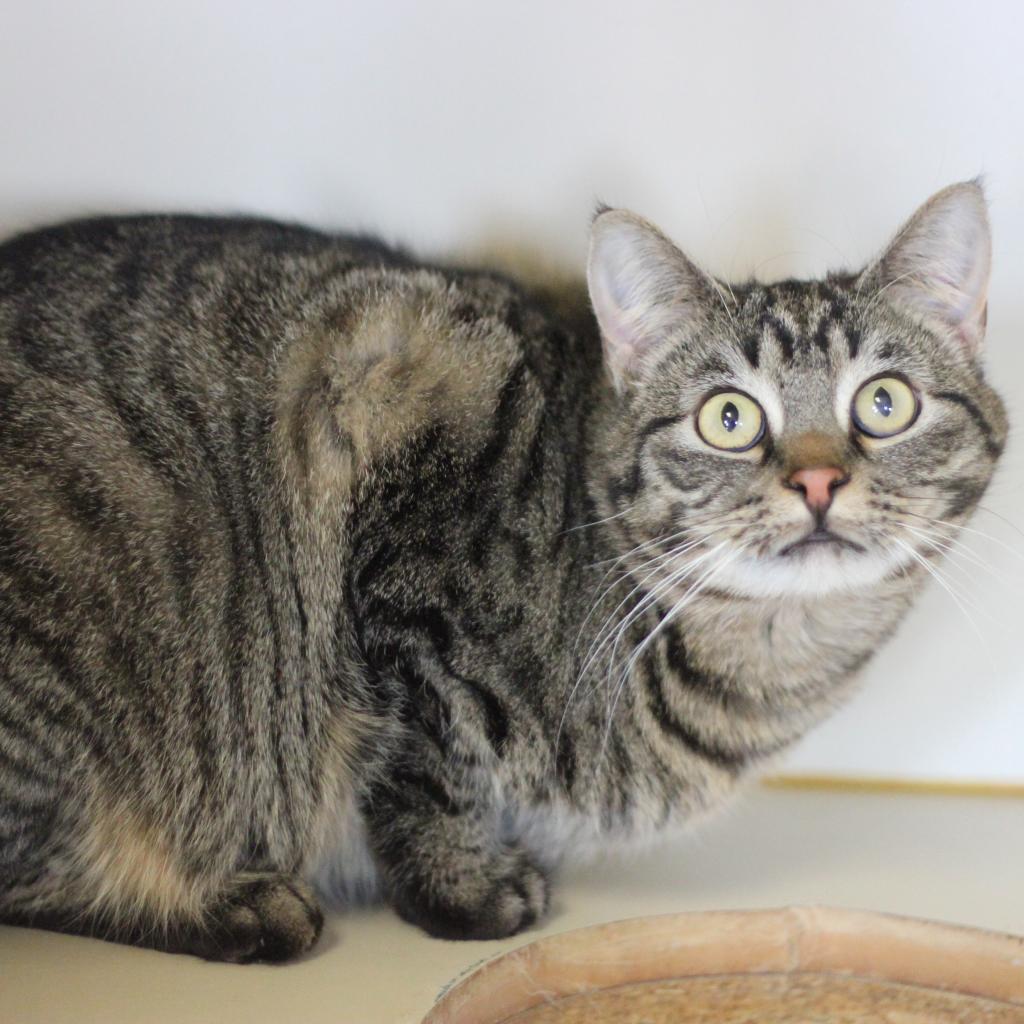 Lucky Girl Nubs, an adoptable Domestic Medium Hair in Idaho Falls, ID, 83402 | Photo Image 1