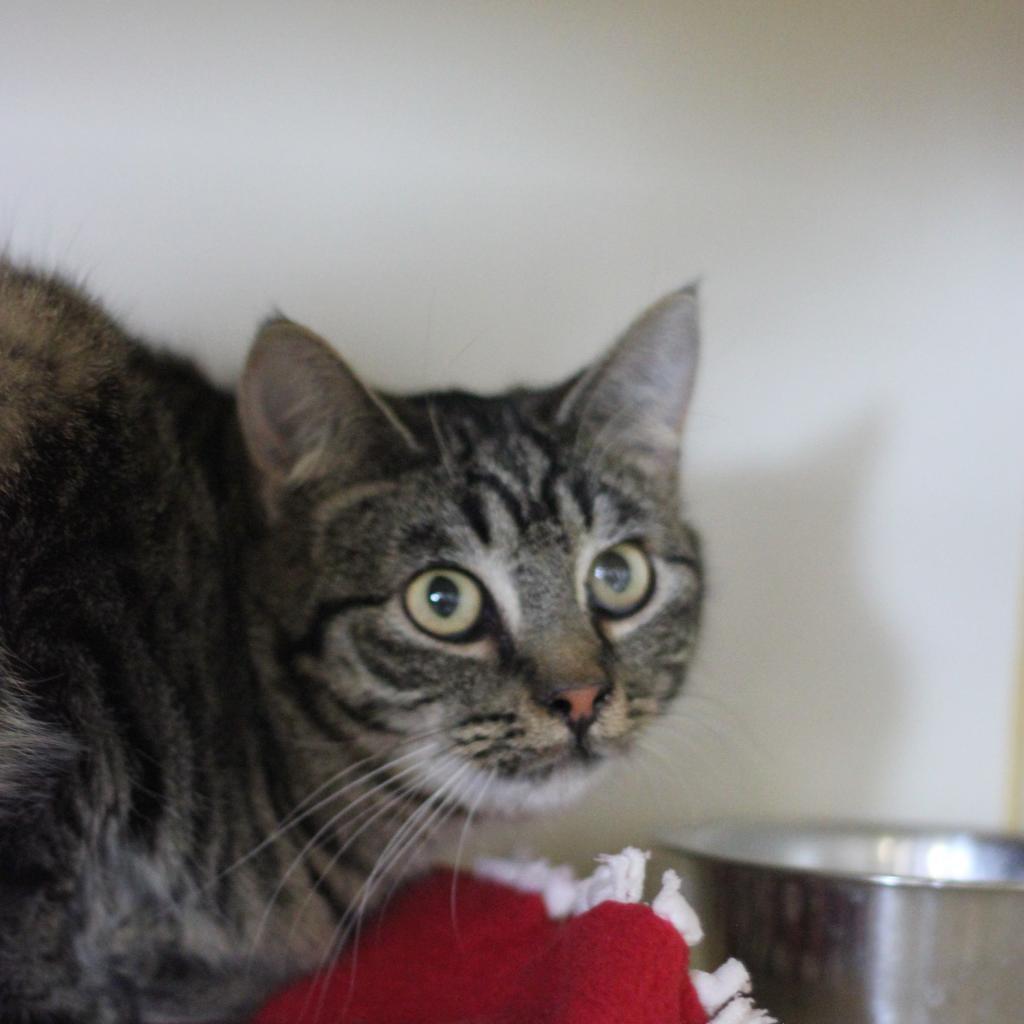 Lucky Girl Nubs, an adoptable Domestic Medium Hair in Idaho Falls, ID, 83402 | Photo Image 2