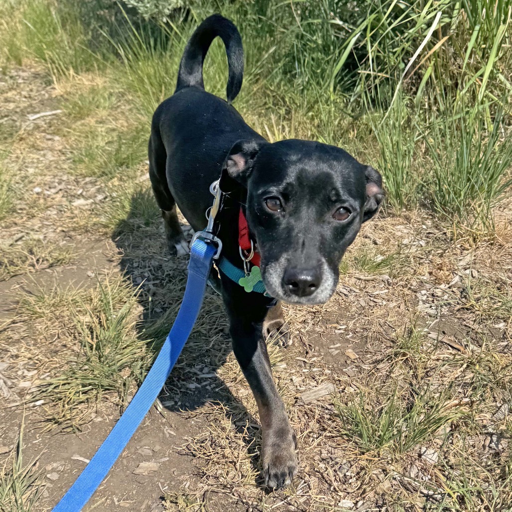 Brick-Lynn, an adoptable Mixed Breed in Hailey, ID, 83333 | Photo Image 1