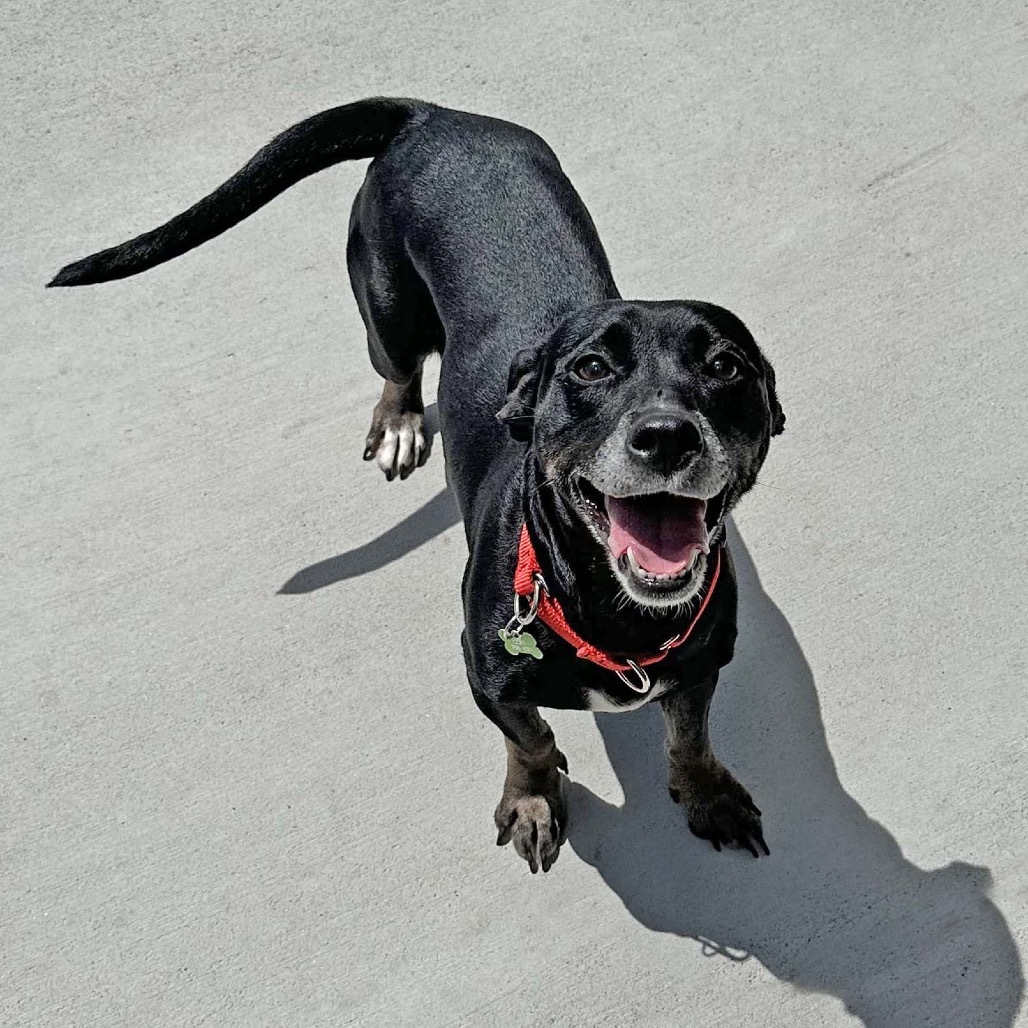 Brick-Lynn, an adoptable Mixed Breed in Hailey, ID, 83333 | Photo Image 2