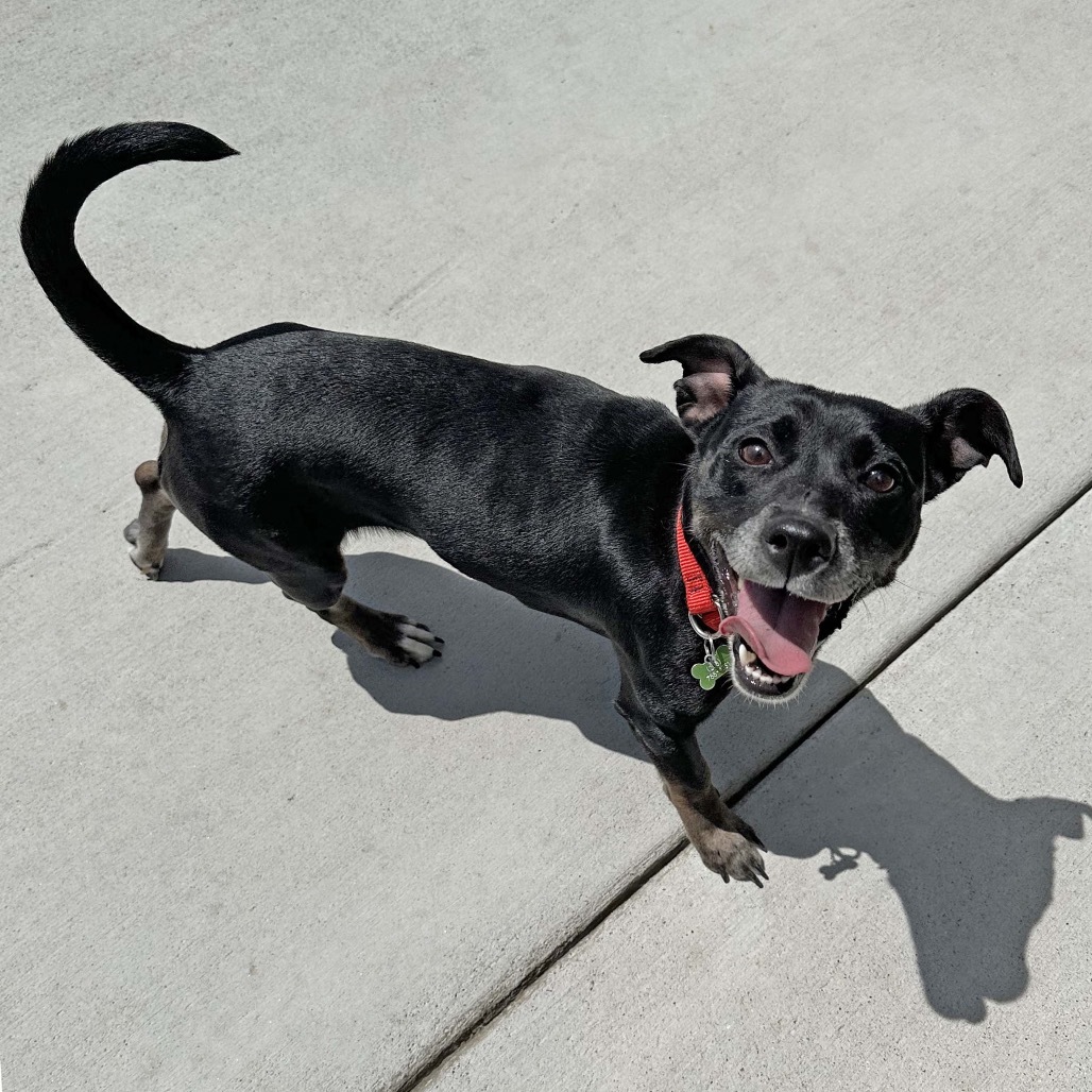 Brick-Lynn, an adoptable Mixed Breed in Hailey, ID, 83333 | Photo Image 3