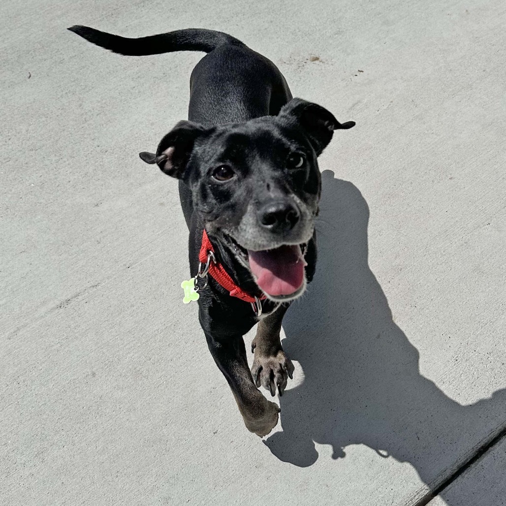 Brick-Lynn, an adoptable Mixed Breed in Hailey, ID, 83333 | Photo Image 4