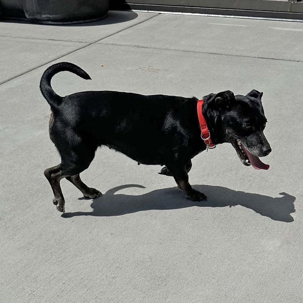 Brick-Lynn, an adoptable Mixed Breed in Hailey, ID, 83333 | Photo Image 5