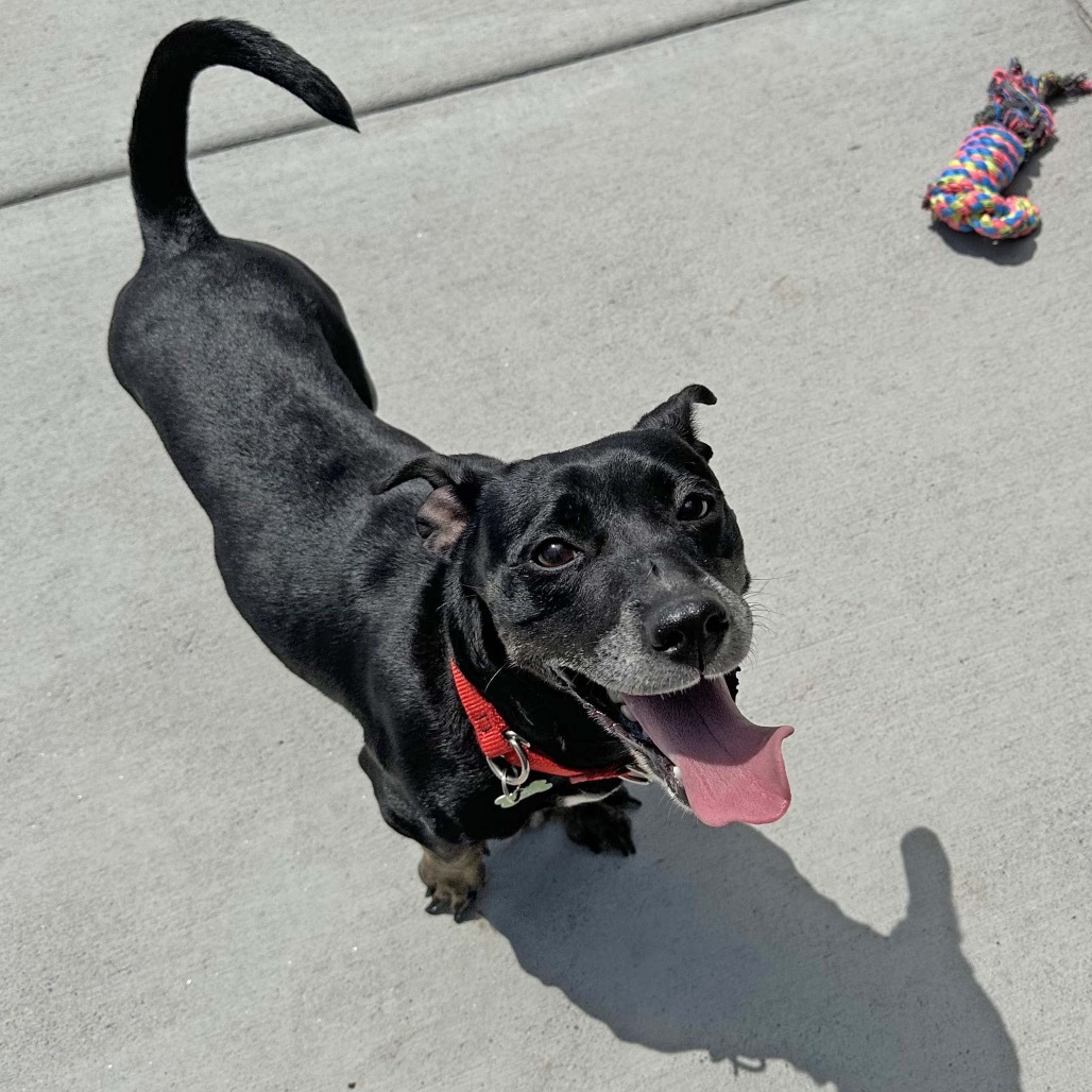 Brick-Lynn, an adoptable Mixed Breed in Hailey, ID, 83333 | Photo Image 6