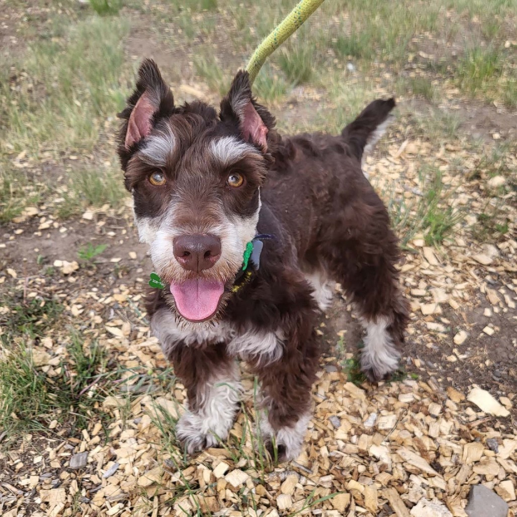 Oscar, an adoptable Schnauzer in Hailey, ID, 83333 | Photo Image 1