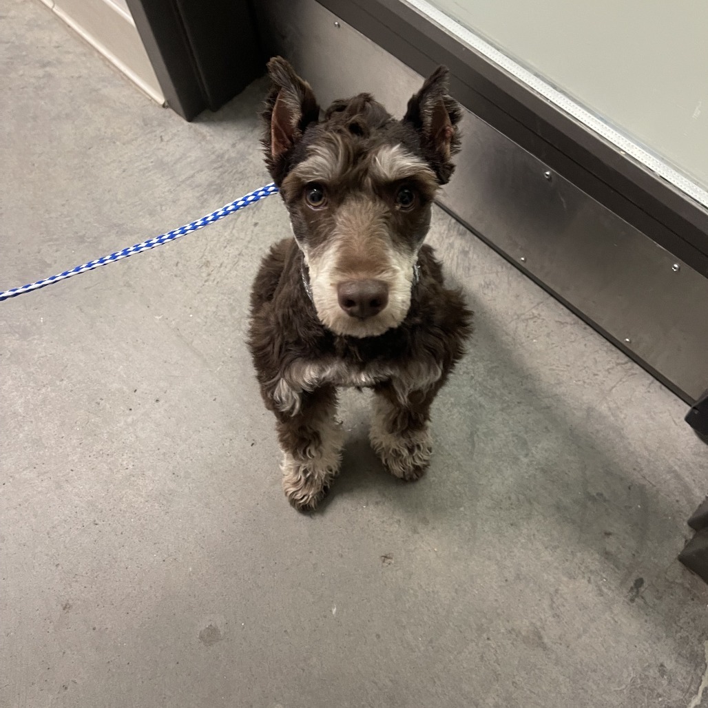 Oscar, an adoptable Schnauzer in Hailey, ID, 83333 | Photo Image 2