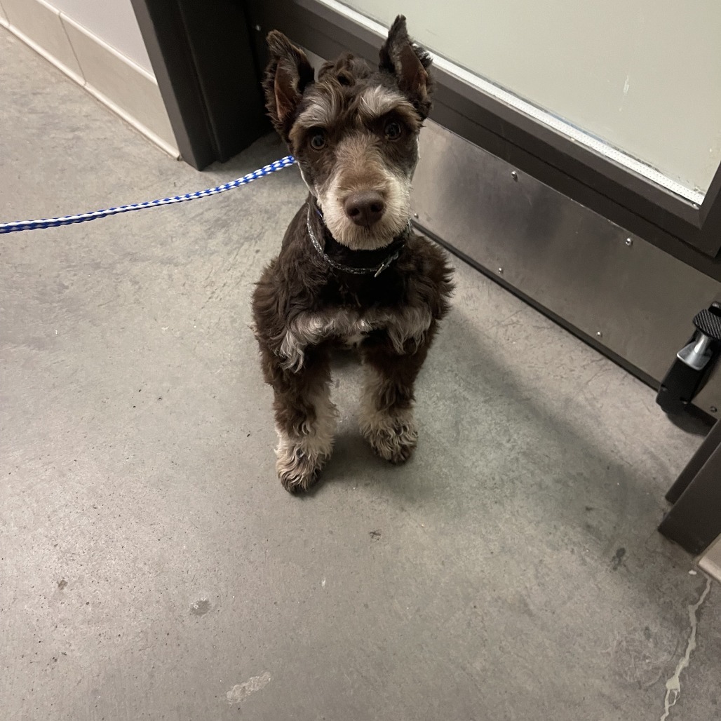 Oscar, an adoptable Schnauzer in Hailey, ID, 83333 | Photo Image 3