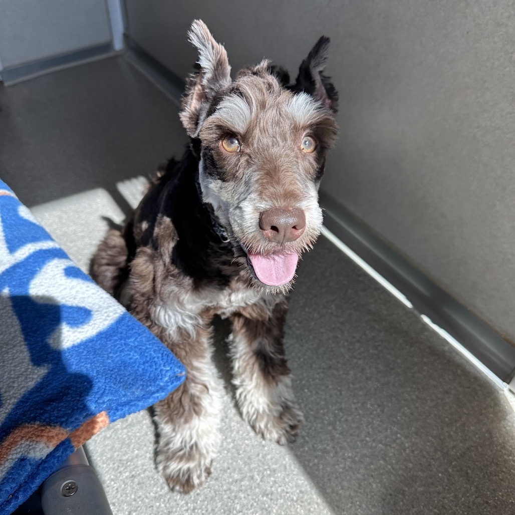Oscar, an adoptable Schnauzer in Hailey, ID, 83333 | Photo Image 4