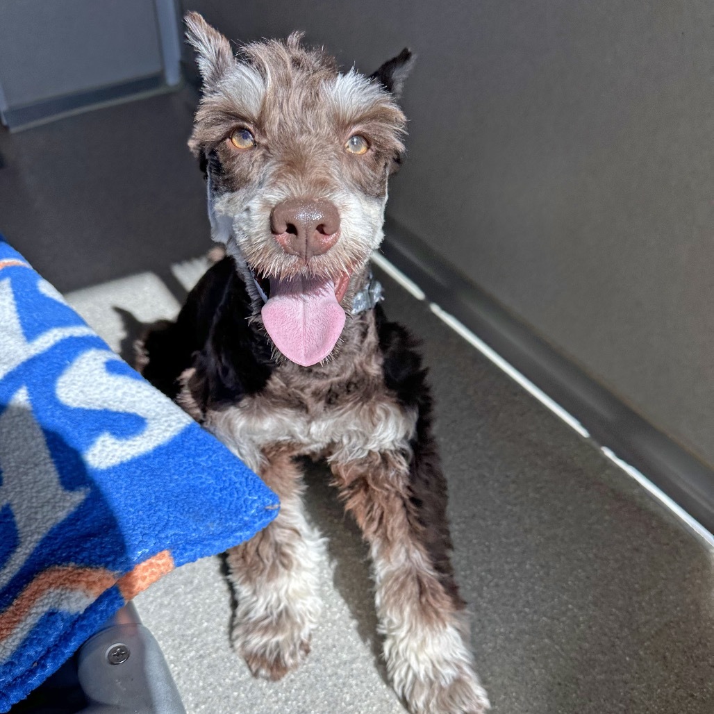 Oscar, an adoptable Schnauzer in Hailey, ID, 83333 | Photo Image 5