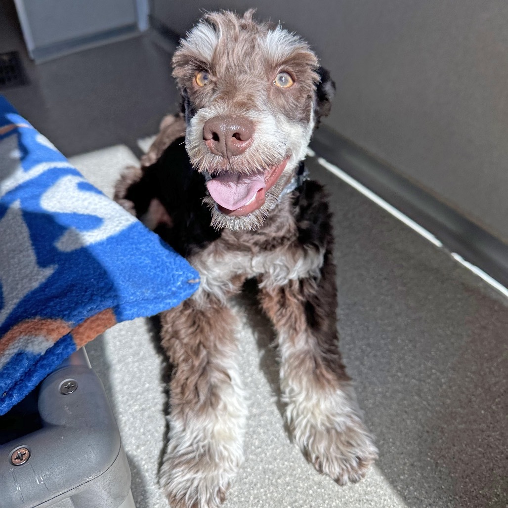 Oscar, an adoptable Schnauzer in Hailey, ID, 83333 | Photo Image 6