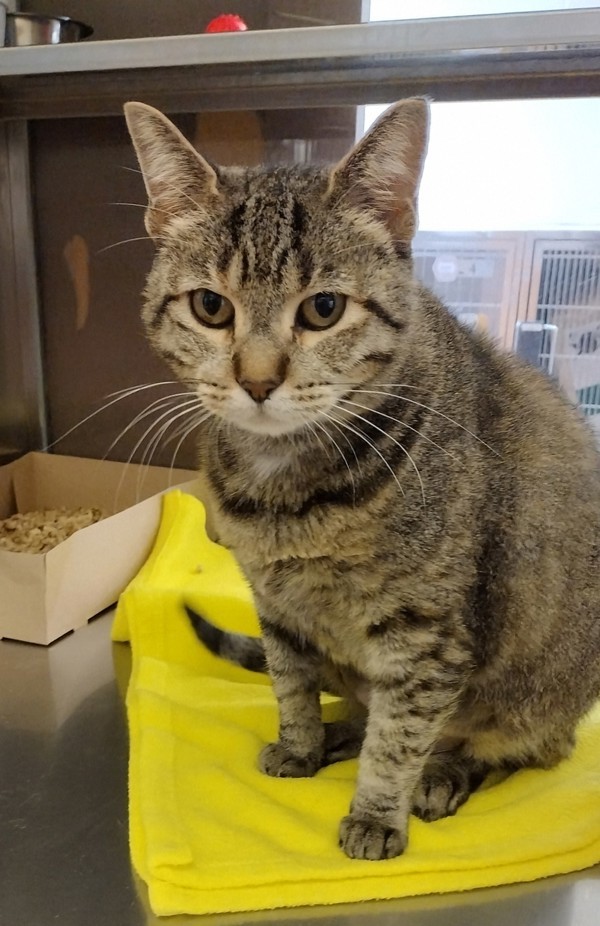 Cake Pop 44212, an adoptable Domestic Short Hair in Pocatello, ID, 83205 | Photo Image 1