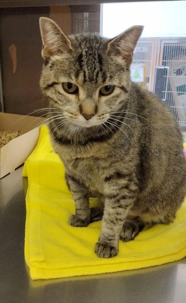 Cake Pop 44212, an adoptable Domestic Short Hair in Pocatello, ID, 83205 | Photo Image 2