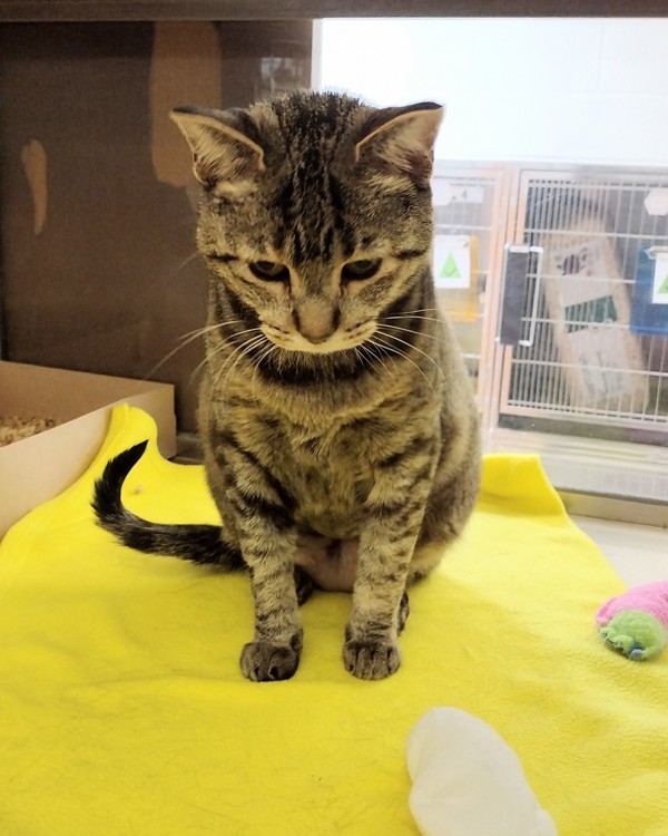 Cake Pop 44212, an adoptable Domestic Short Hair in Pocatello, ID, 83205 | Photo Image 3