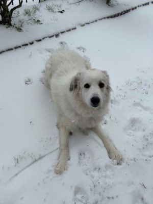 Hi there Im Korra Im a sweet cuddly girl with a heart full of love My days are filled with