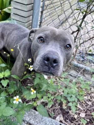 Hey there Im Odie So how did I end up here Well lets just say my last owner underestimated my