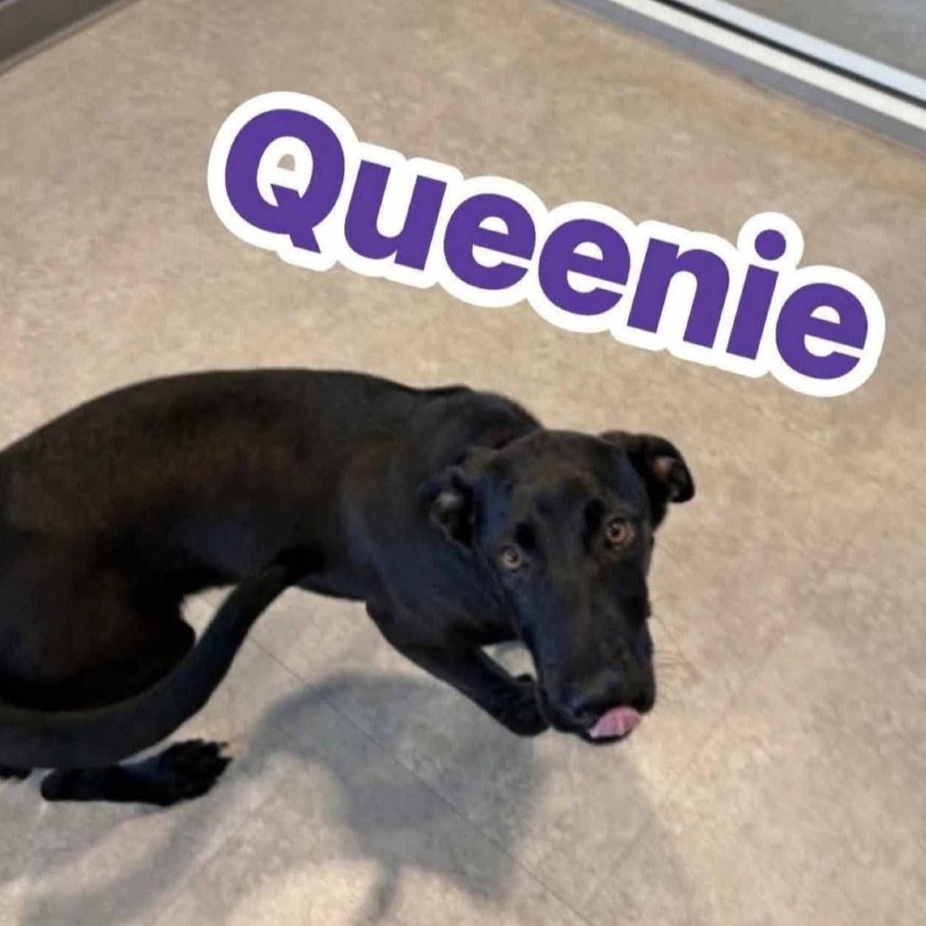 Queenie