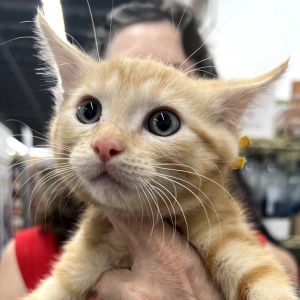 Cruiser, Baby Male Domestic Short Hair